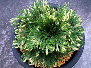 画像3: 福恵比寿　（5号プラ）
