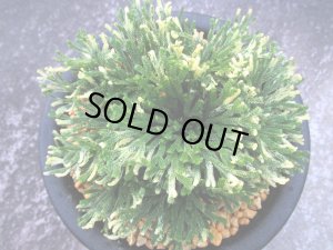 画像3: 福恵比寿　（5号プラ）