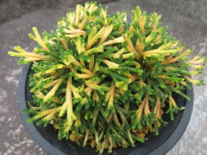 画像1: 春日局　2.5Ｐ