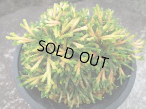 画像1: 春日局　2.5Ｐ