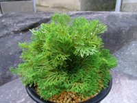 銀王殿　（5号プラ）