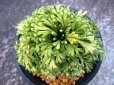 画像3: 古金襴　（4号プラ） (3)