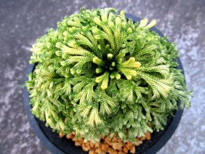 画像3: 古金襴　（4号プラ）