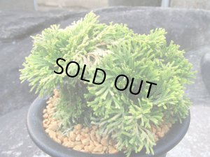 画像2: 黄豊冠　（5号プラ）