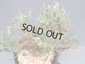 画像3: オトンナ・ユーフォルビオイデス　（3号）