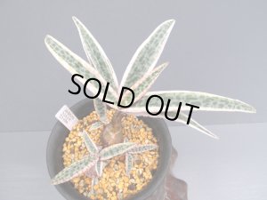 画像2: レデボウリア・ソシアリス・バリエガタ　上柄株（3.5号）