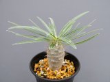パキポディウム・グラキリス　（3号）