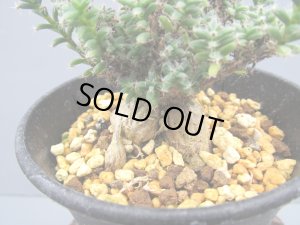 画像2: トリコディアデマ ブルボスム 【姫紅小松】（3号）