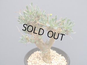 画像1: オトンナ・ユーフォルビオイデス　（3号）