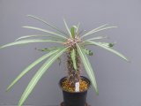 パキポディウム・ゲアリー　（4.5号）