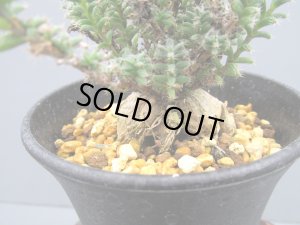 画像3: トリコディアデマ ブルボスム 【姫紅小松】（3号）