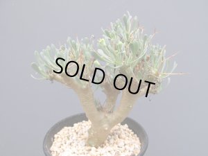 画像2: オトンナ・ユーフォルビオイデス　（3号）