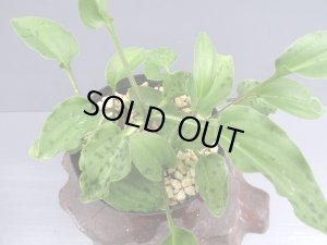 画像2: ドリミオプシス・マクラータ（2.5号）