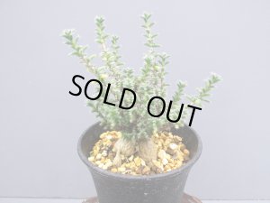 画像1: トリコディアデマ ブルボスム 【姫紅小松】（3号）