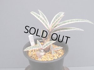 画像1: レデボウリア・ソシアリス・バリエガタ　上柄株（3.5号）