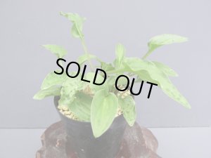 画像1: ドリミオプシス・マクラータ（2.5号）