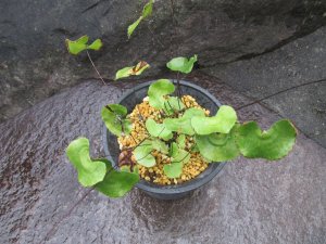 画像2: ヒトツバホウライシダ上株（4.5号プラ）