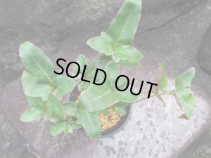 画像2: イワオモダカ【三笠山】（4.5号プラ）