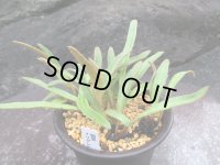 細葉イワダレヒトツバ（4号プラ）
