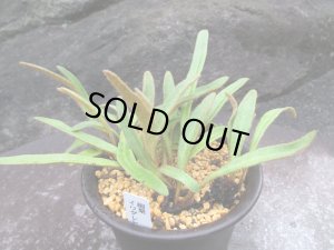 画像1: 細葉イワダレヒトツバ（4号プラ）