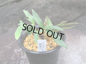 画像1: イワダレヒトツバ【姫富士】（3.5号プラ）