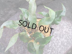 画像2: ヒトツバ【烏帽子】（6号プラ）