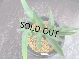 画像2: イワダレヒトツバ【姫富士】（3.5号プラ）