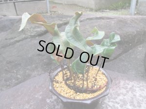 画像1: ヒトツバ【烏帽子】（6号プラ）