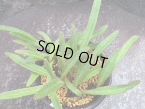 画像2: 細葉イワダレヒトツバ（4号プラ）