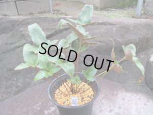 画像1: イワオモダカ【三笠山】（4.5号プラ）