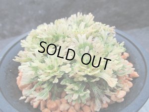 画像2: イワヒバ特選品【富士之華】（4号プラ鉢）