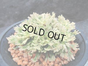 画像1: イワヒバ特選品【富士之華】（4号プラ鉢）