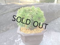 イワヒバ特選品【艶姫】（4.5号化粧鉢）