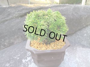 画像1: イワヒバ特選品【艶姫】（4.5号化粧鉢）