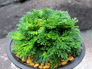 画像1: 群青錦　（4号プラ）