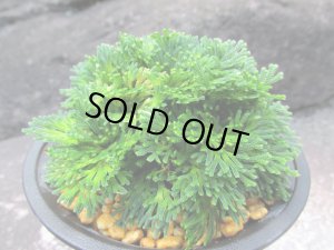 画像1: 群青錦　（4号プラ）