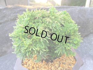 画像2: イワヒバ特選品【艶姫】（4.5号化粧鉢）