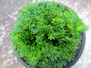 画像3: 群青錦　（4号プラ）