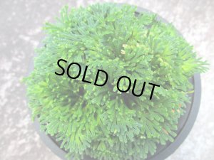 画像3: 群青錦　（4号プラ）