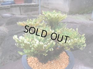 画像5: イワヒバ特選品【紫峰乃光】（6号化粧鉢）