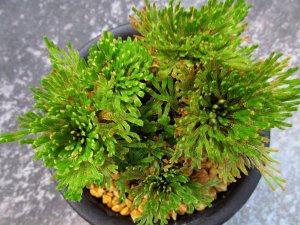 画像2: 金星殿　（4号プラ）