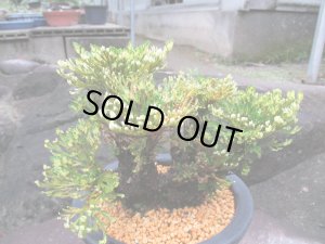 画像4: イワヒバ特選品【紫峰乃光】（6号化粧鉢）