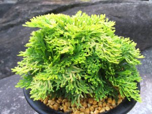 画像1: 黄華　（5号プラ）