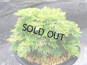 画像1: 黄華　（5号プラ）