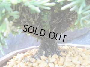 画像5: イワヒバ特選品【艶姫】（4.5号化粧鉢）