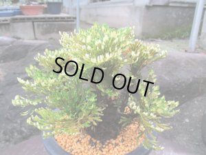 画像3: イワヒバ特選品【紫峰乃光】（6号化粧鉢）