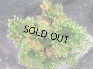 画像6: イワヒバ特選品【紫峰乃光】（6号化粧鉢）