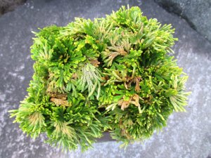 画像4: イワヒバ特選品【艶姫】（4.5号化粧鉢）