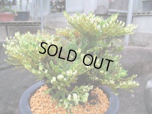 画像2: イワヒバ特選品【紫峰乃光】（6号化粧鉢）