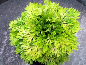 画像3: 黄華　（5号プラ）